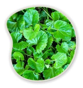 Gotu Kola