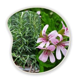 Rosemary & Pelargonium Graveolens