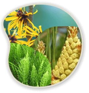 Witch Hazel, Scots Pine & Horsetail Extract