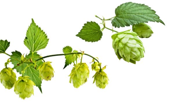 Hops Extract